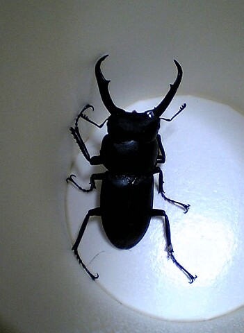 V401sh050710コクワガタ