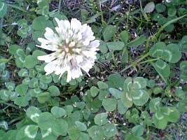 クローバー（シロツメクサ）(学名Trifolium三つ葉)の花