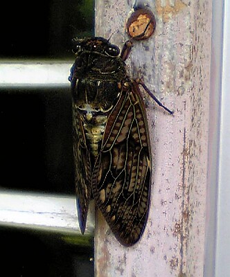 V401sh050713アブラゼミ