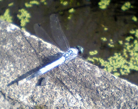 V401sh050809シオカラトンボ