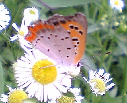 V401sh050714べにしじみ