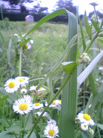 V401sh050714捕食中のカマキリ