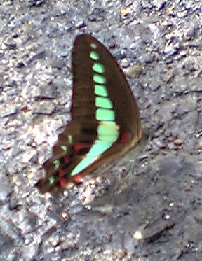 V401sh050712あおすじあげは