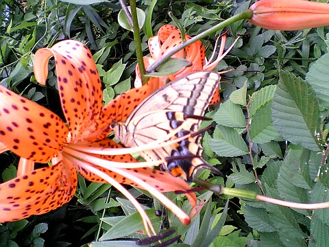 V401sh050712きあげは