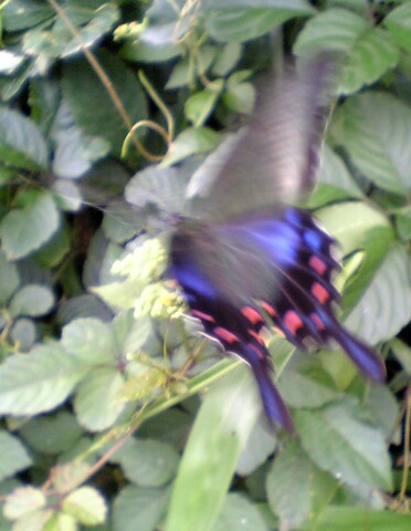 V401sh050712みやまからすあげは