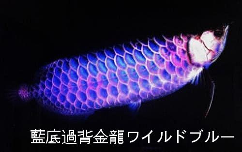 今回のアロワナ特集画像はすべての熱帯魚好きな方に見て欲しいです アジアアロワナ飼育ブログ 貧乏なアロワニア 楽天ブログ 楽天ブログ