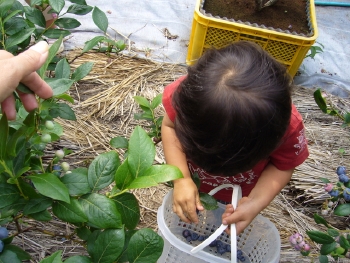 ブルーベリー２