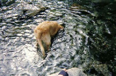 頭を水の中に