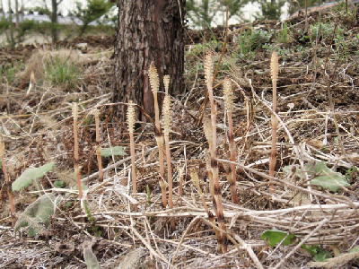 忍野の春　つくし