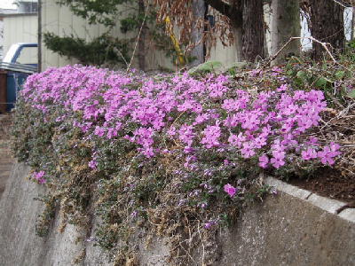 忍野の春　芝桜