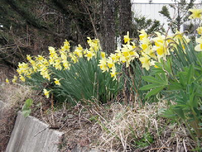 忍野の春　水仙