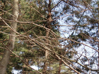 庭の山桜　まだまだ蕾は小さい