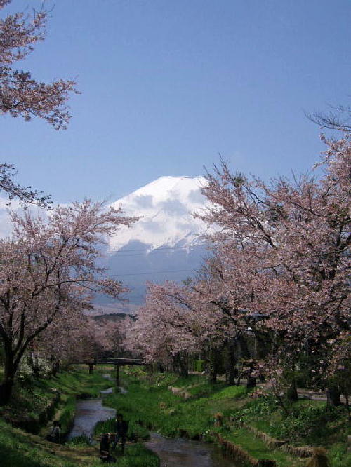 御宮橋からの冨士と桜1