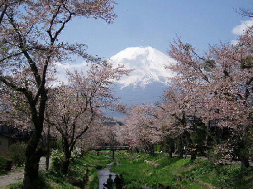 御宮橋からの桜と冨士2