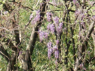 ベランダから見える野生の富士の花3