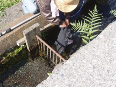 釣り上げた見事な鯉