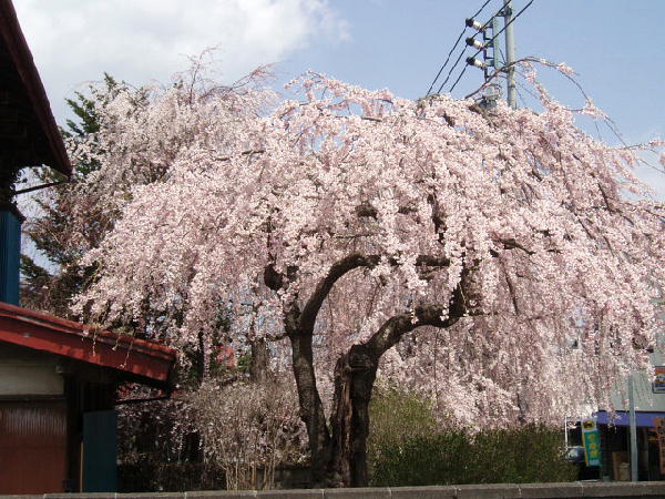 富士吉田の枝垂れ桜2