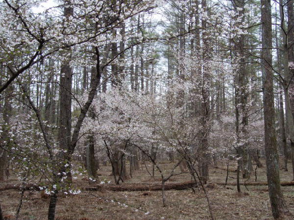 冨士桜群1