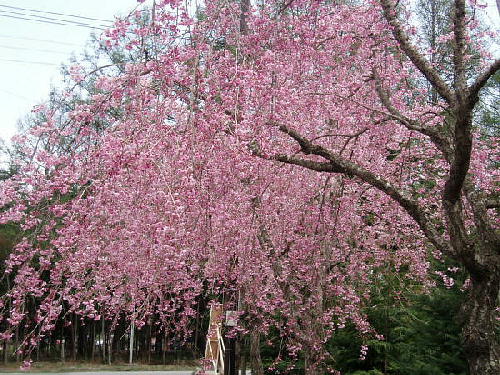 浅間神社の枝垂れ桜