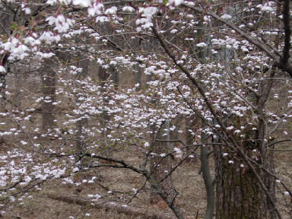 雪のような冨士桜