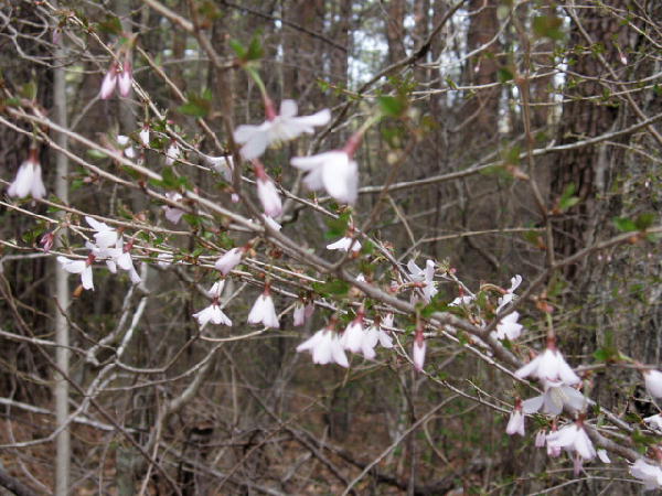 冨士桜の花はすべて下向き