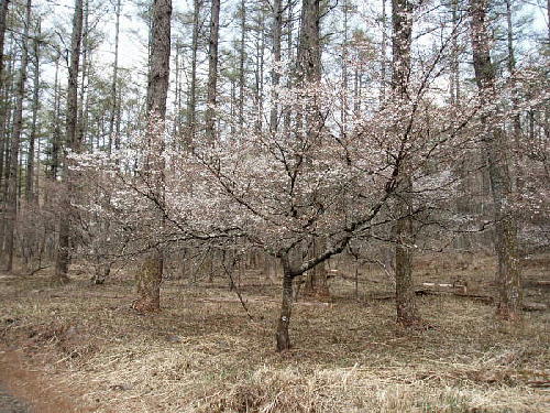 大きい冨士桜