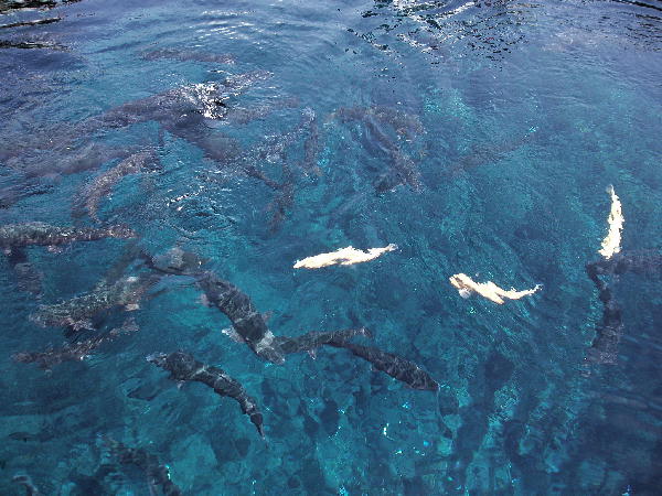 忍野八海・湧池2