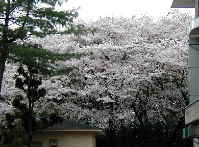 桜5
