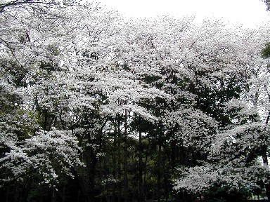 桜1