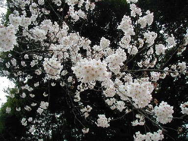 桜4