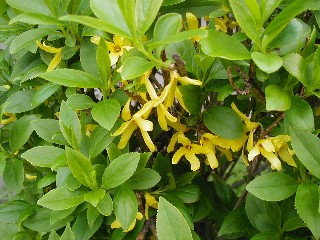 黄色い花
