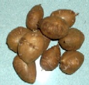 幻の滋養強壮食材で・・・