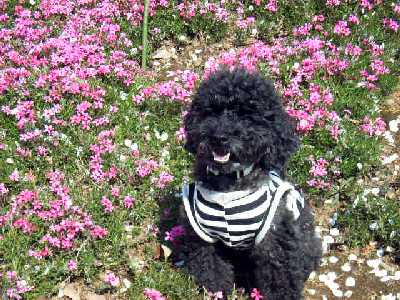 プードルデー２