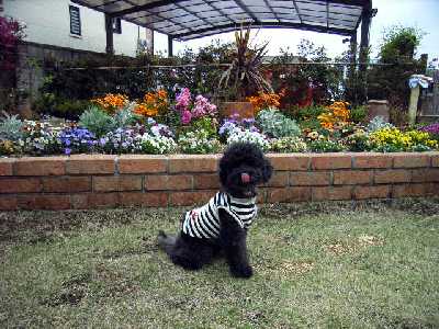 プードルデー３