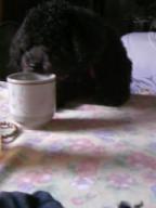 茶飲み犬