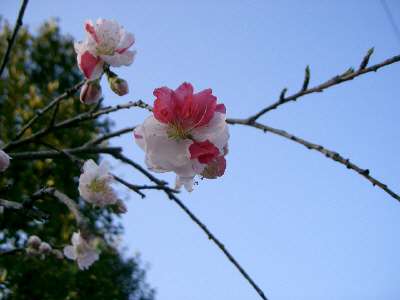 植木屋さんの変わった桜の木１