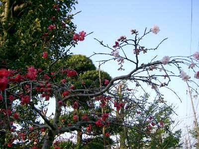植木屋さんの桜の木２
