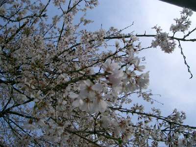 静大付属小の前の桜