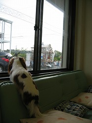 お祭りのリハーサルを見守るミルクちゃん