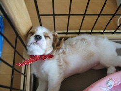 ティファニー寝相