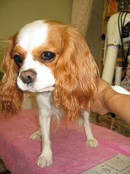 あ、こりゃエエわぁ♪