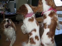 歓迎の舞・・・なのか？