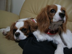 父ちゃんのトレーナーがくしゃくしゃなんですけど