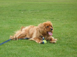 芝生の公園にて