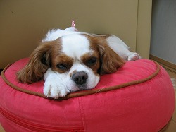 みるくの寝顔(目半開き)