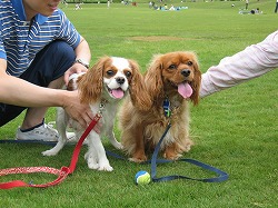 そら＆みるくの無理矢理２ショット(苦笑)