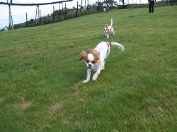 ゲレンデで追いかけっこ