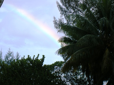 朝起きたら虹がでてました！