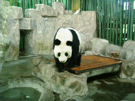 panda1