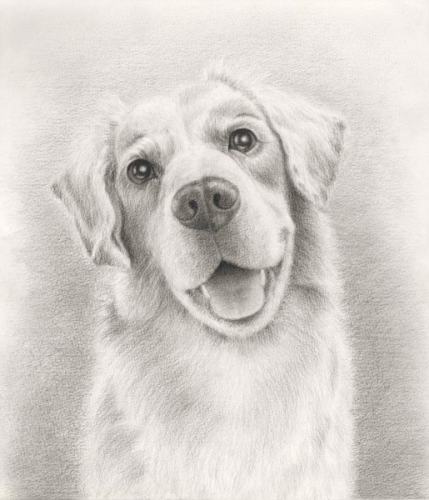 新作 無題 犬の肖像 絵描きの卵 夢見るｂｌｏｇ 楽天ブログ